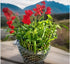 Generic 20 Lucky Bamboo Stalks of Pure Luck, Free Butterfly Stake, No Green Thumb Required! Just add Water, Indoor