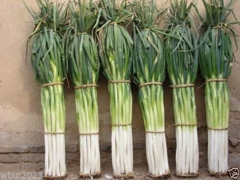 Japanese Bunching Onion "Ishikura Improve" stems up to 20" long