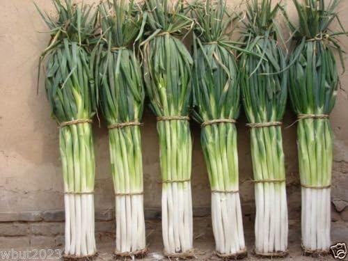 Japanese Bunching Onion "Ishikura Improve" stems up to 20" long