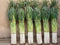 Japanese Bunching Onion "Ishikura Improve" stems up to 20" long