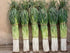 Japanese Bunching Onion "Ishikura Improve" stems up to 20" long