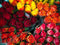 Home Comforts Flowers Roses Colorful Red Bouquet-20 Inch By 30 Inch Laminated Poster With