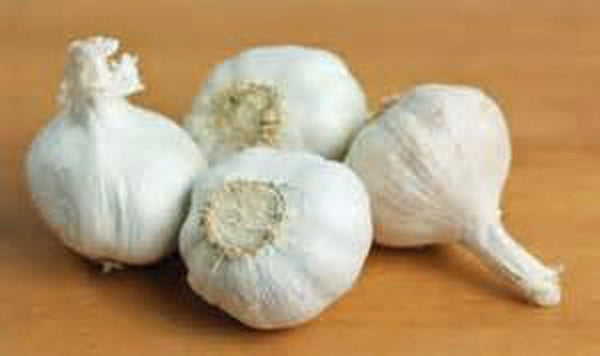 GARLIC BULB (20 Pack), FRESH CALIFORNIA SOFTNECK GARLIC BULB FOR PLANTING AND