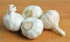 BULB (10 Pack), BULB GARLIC FRESH CALIFORNIA SOFTNECK GARLIC FOR PLANTING AND GROWING YOUR OWN GARLIC