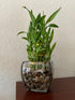 Generic Three Tier Lucky Bamboo Indoor Live Plant in Glass Square Vase with Multi-Toned River Pebbles, Live Lucky