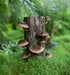 100 Shiitake Mushroom Plug Spawn, Edible Mycelium Plugs