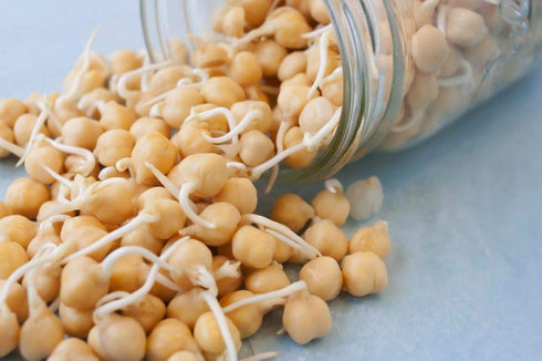 Microgreens,2 oz Garbanzo Bean Seeds for Sprouting A Rich Source of Vitamins and Minerals and Health-Promoting