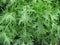 Generic 2000 Mizuna Mustard Seeds for Planting Heirloom Non GMO 4+ Grams Garden