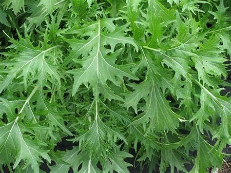 Generic 500 Mizuna Mustard Seeds for Planting Heirloom Non GMO 1+ Grams Garden