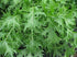Mizuna Mustard Green Seeds (25 Count) "COOL BEANS N SPROUTS" Brand. Home