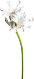 10 Elegant White Lycoris Radiata Bouquet - Premium Floral Stems for Home D cor