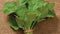 Mustard and Co. Ethiopian Kale Seed,AKA liki liki, Amara Mustard Green, Highland Kale, Abyssinian Mustard,