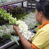 (10 Sunne Tropical OrchidClub USA Fresh Cut Flowers Dendrobium Orchids Stems WHITE)