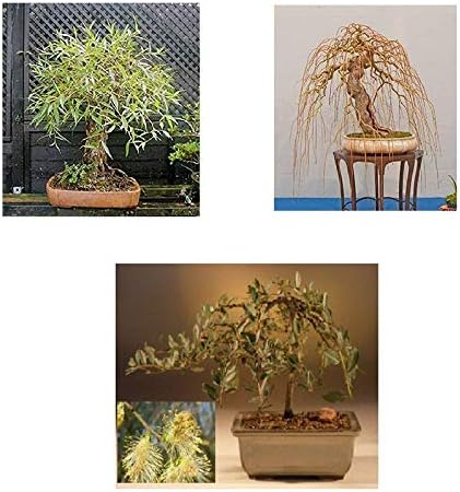 Bonsai Willow Tree Bundle - 3 Large Trunk Bonsai Tree Cuts -