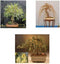 Bonsai Willow Tree Bundle - 3 Large Trunk Bonsai Tree Cuts -
