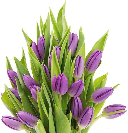 20 KaBloom PRIME OVERNIGHT DELIVERY - WEDDING COLLECTION - PREMIUM Purple Tulips - Farm Direct Wholesale Fresh