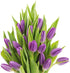 20 KaBloom PRIME OVERNIGHT DELIVERY - WEDDING COLLECTION - PREMIUM Purple Tulips - Farm Direct Wholesale Fresh