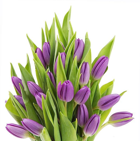10 KaBloom - Purple Tulips without vase - Fresh Flowers for Birthday, Valentine's & Mother's Day