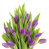 10 KaBloom - Purple Tulips without vase - Fresh Flowers for Birthday, Valentine's & Mother's Day
