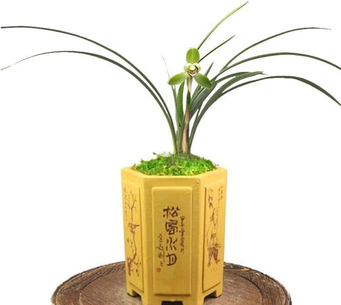 CYMUS Live Orchid Plants -Easy Care Orchids Air Purifying Live Houseplant Chinese