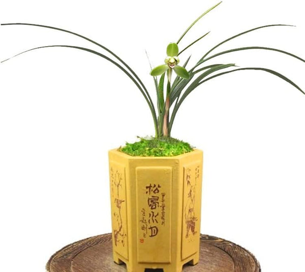 CYMUS Live Orchid Plants -Easy Care Orchids Air Purifying Live Houseplant Chinese