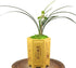 CYMUS Live Orchid Plants -Easy Care Orchids Air Purifying Live Houseplant Chinese