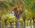 3 Food to Live Organic Brown Coconut Sugar, Pounds Non-GMO, Pure Palm Sugar, Kosher, Vegan, Fair Trade, Unrefined