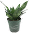 Green Snake Plant - Live Plant in a 4 Inch Growers Pots