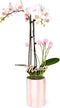 Green Circle Growers 5" White with Pink Orchid with Mom Pick and