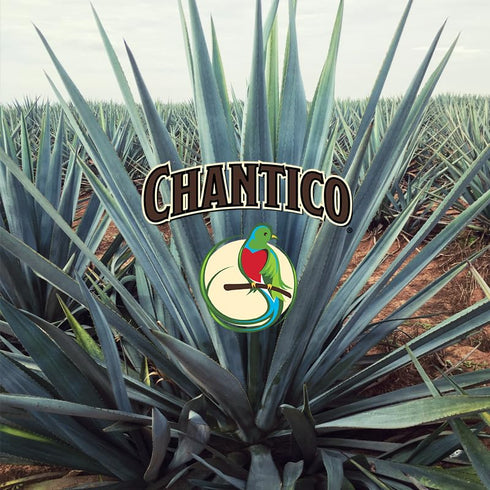 Chantico Organic Granulated Agave Powder, 35 Sachets Convenient Pack, Low Glycemic Sweetener for Tea, Coffee, Baking