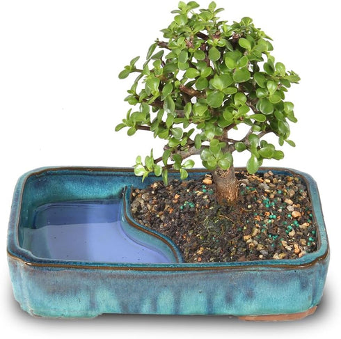 Brussel's Bonsai Live Dwarf Jade Bonsai Tree, Indoor - Medium, 4 Years