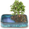 Brussel's Bonsai Live Dwarf Jade Bonsai Tree, Indoor - Medium, 4 Years