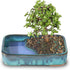 Brussel's Bonsai Live Dwarf Jade Bonsai Tree, Indoor - Medium, 4 Years