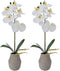 Mikasa Artificial Orchid in Pot, Real Touch Phalaenopsis Orchid, Embossed Weave Cement