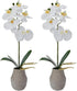 Mikasa Artificial Orchid in Pot, Real Touch Phalaenopsis Orchid, Embossed Weave Cement
