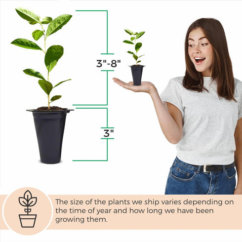 (4 Pack) Yerba Mate Tea Plant | Real Live Plant for Sale | Perfect for Tea Lovers | Hardy and Easy to Grow for Planting