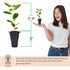 (4 Pack) Yerba Mate Tea Plant | Real Live Plant for Sale | Perfect for Tea Lovers | Hardy and Easy to Grow for Planting