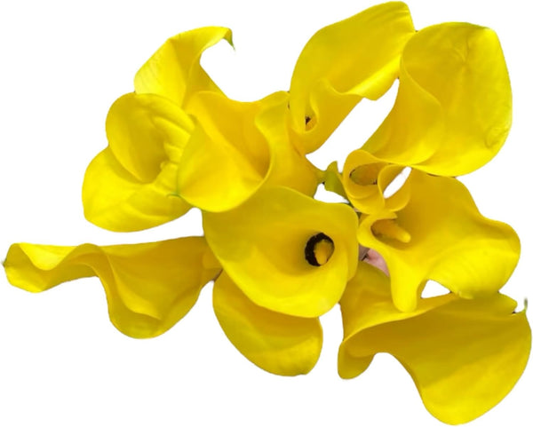 Cassiolina 10 Stems Fresh Calla Lily Flowers Elegant Long Stem Flower Bouquet for