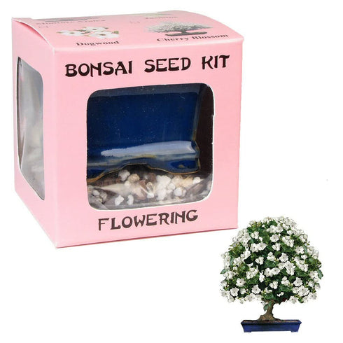 Eve's Garden, Inc Eve's Jasmine Bonsai Seed Kit, Flowering, Complete Kit to Grow Jasmine Bonsai
