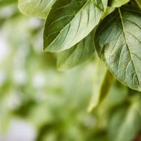 4 oz, Packaging Minimalist Basil Leaves, Cut & Sifted, Aromatic Cooking Herb, Reusable