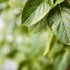 4 oz, Packaging Minimalist Basil Leaves, Cut & Sifted, Aromatic Cooking Herb, Reusable