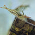 Swimming (10 Creatures Freshwater Aquarium Shrimp - A Perfect Combo to Brighten Your Aquarium! Premium Pinocchio)