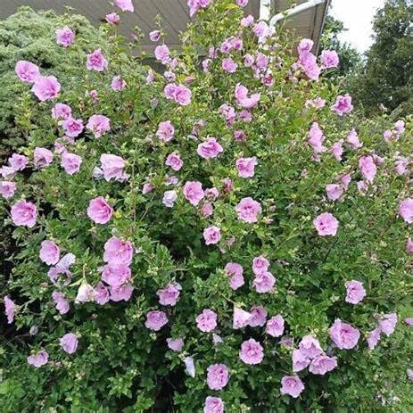 Generic Minerva Rose of Sharon (Althea Hibiscus Syriacus) Hardy Flowering Shrub with Lavender-Pink Blooms and Red Eye