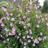 Generic Minerva Rose of Sharon (Althea Hibiscus Syriacus) Hardy Flowering Shrub with Lavender-Pink Blooms and Red Eye