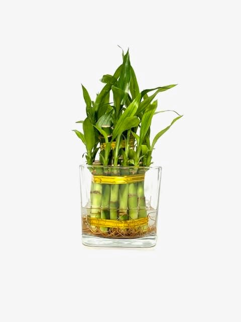 Generic Two Layer Live Luck Bamboo Indoor House Plant in Glass Vase, Live Lucky Bamboo Plant, Dracaena sanderiana, Feng
