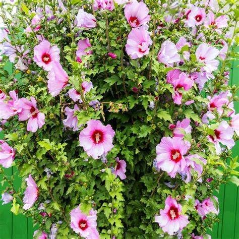 Generic Minerva Rose of Sharon (Althea Hibiscus Syriacus) Hardy Flowering Shrub with Lavender-Pink Blooms and Red Eye