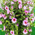 Generic Minerva Rose of Sharon (Althea Hibiscus Syriacus) Hardy Flowering Shrub with Lavender-Pink Blooms and Red Eye