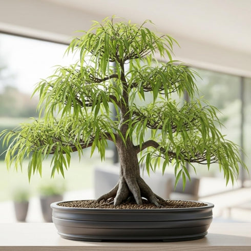 Abbys Willow Bonsai Forest 5 Willow Cuttings Easy-to-Grow, Miniature Trees for Indoor