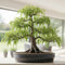 Abbys Willow Bonsai Forest 5 Willow Cuttings Easy-to-Grow, Miniature Trees for Indoor