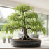 Abbys Willow Bonsai Forest 5 Willow Cuttings Easy-to-Grow, Miniature Trees for Indoor